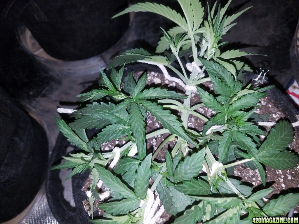 Auto Grow