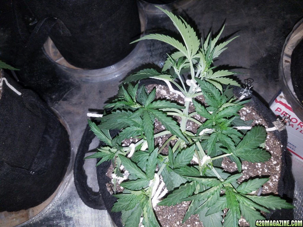 Auto Grow