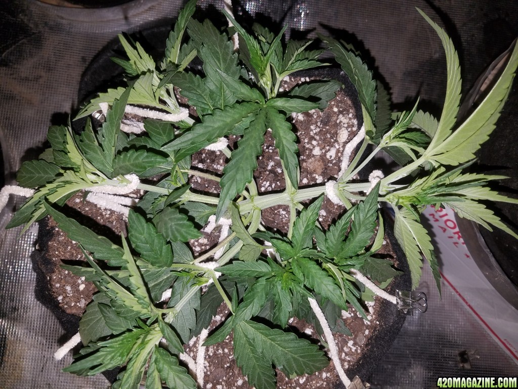 Auto Grow