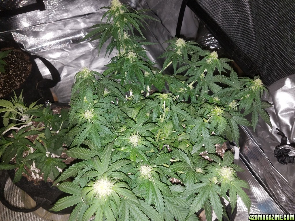 Auto Grow