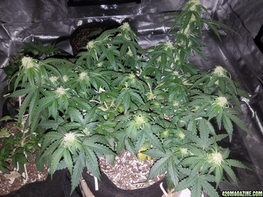 Auto Grow