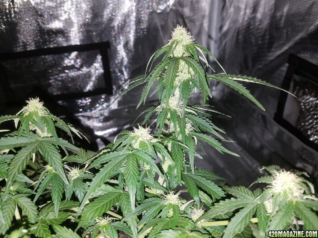 Auto Grow