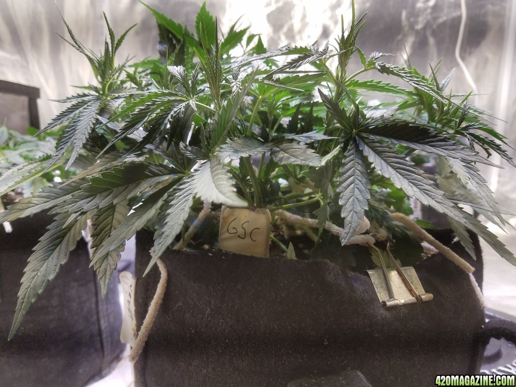 Auto Grow