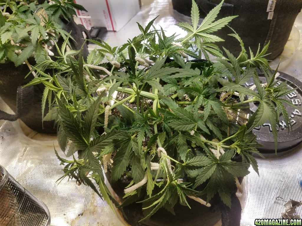 Auto Grow