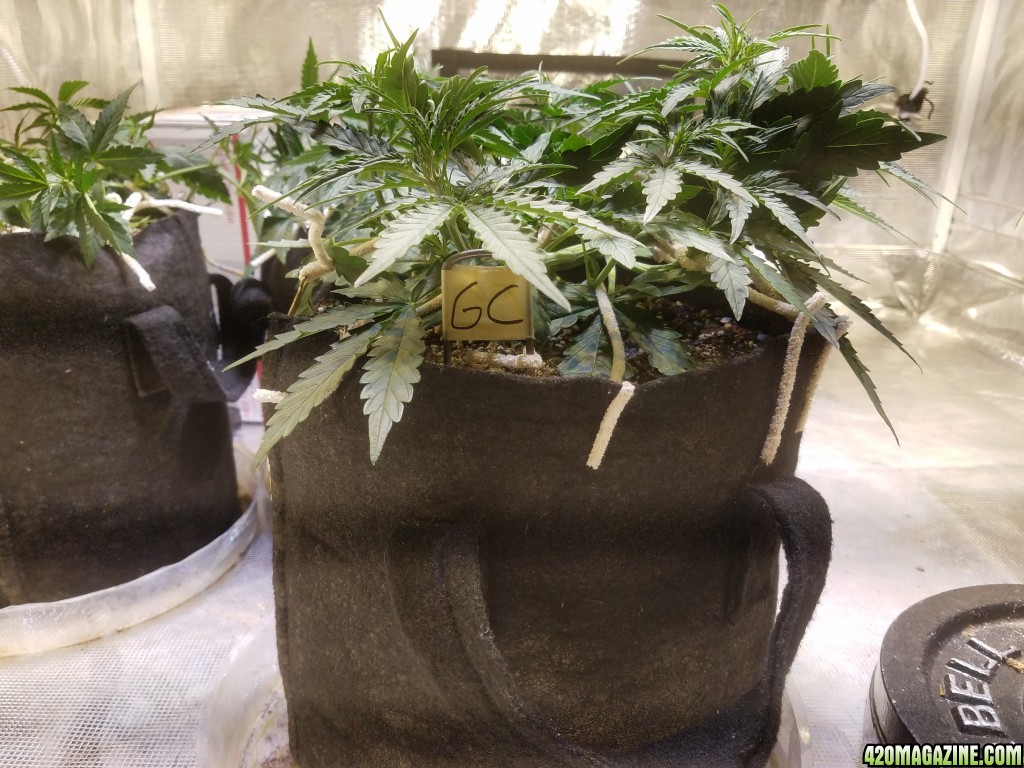 Auto Grow