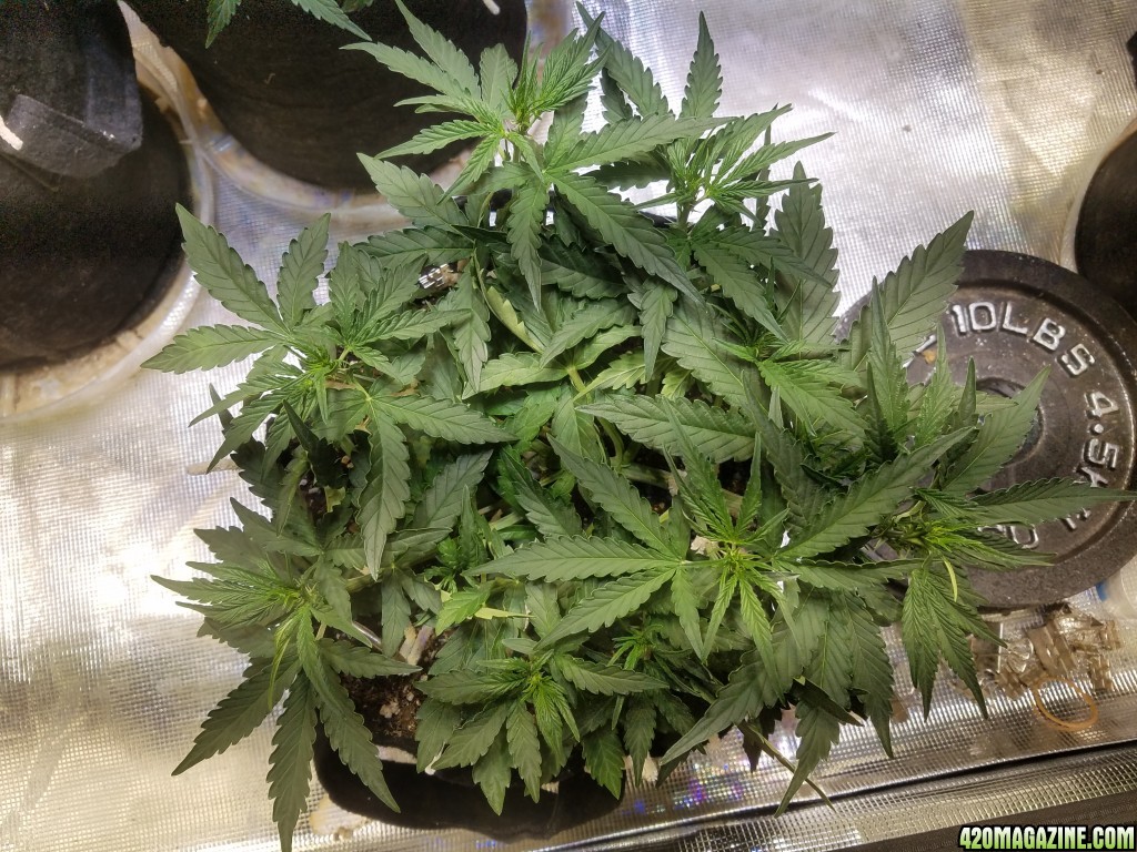 Auto Grow