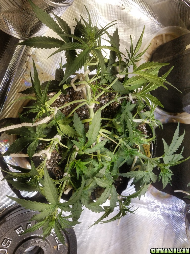 Auto Grow