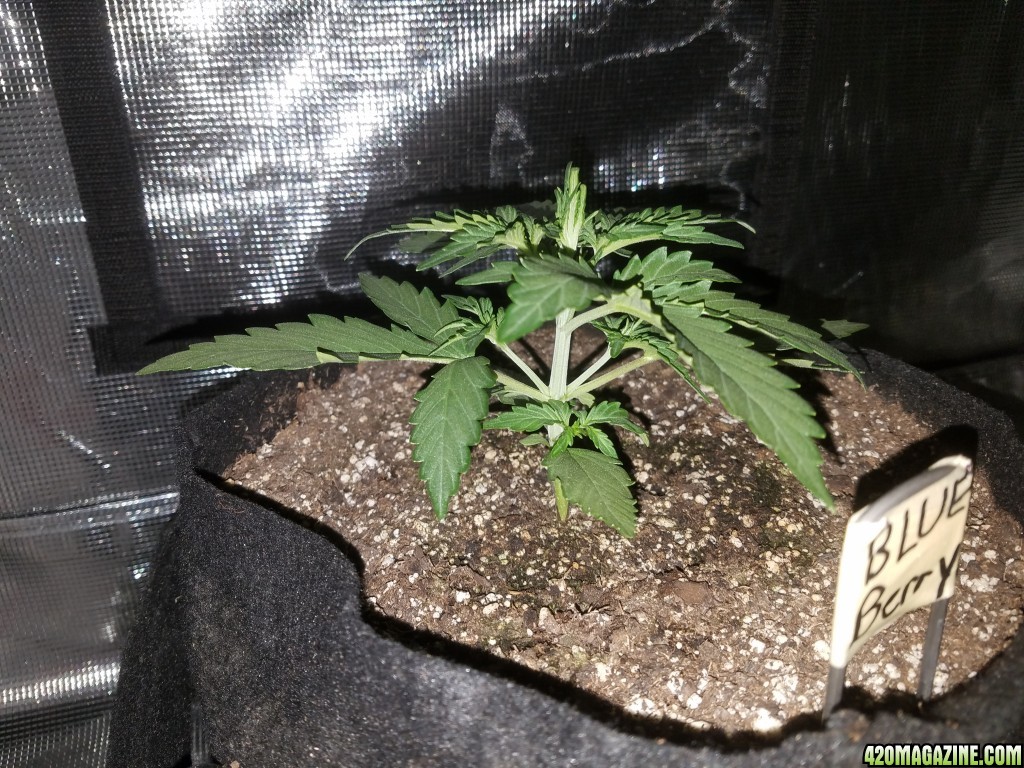 Auto Grow