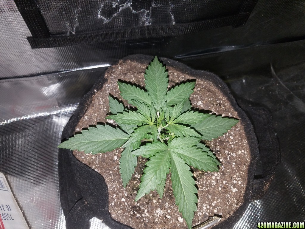 Auto Grow