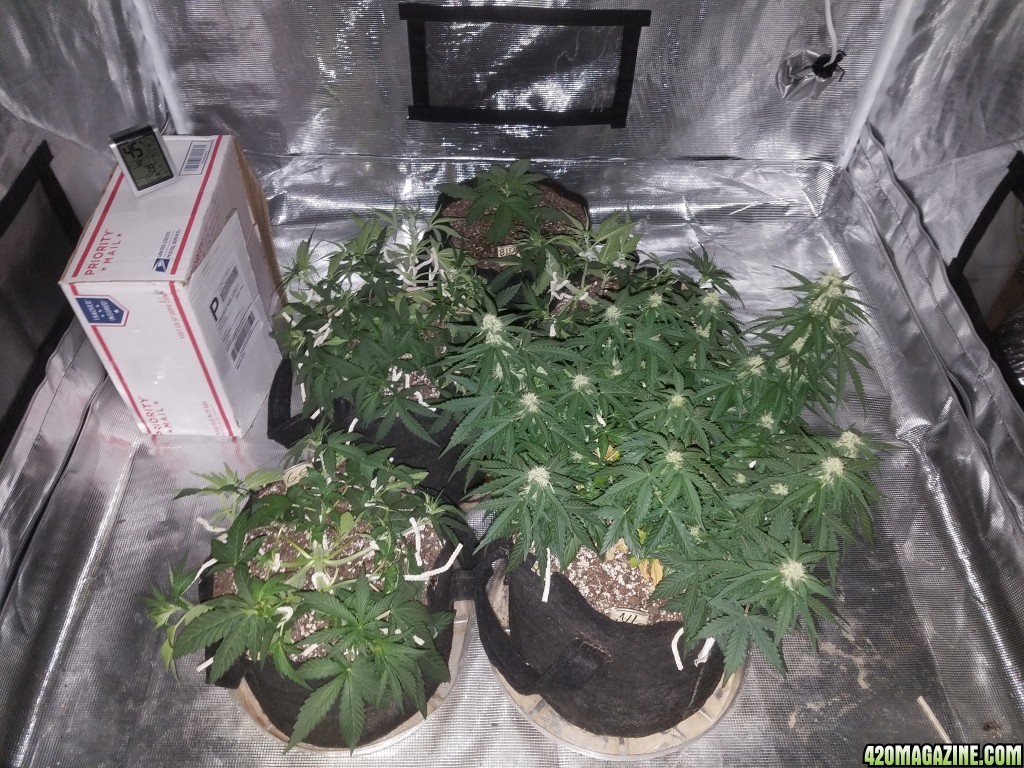 Auto Grow