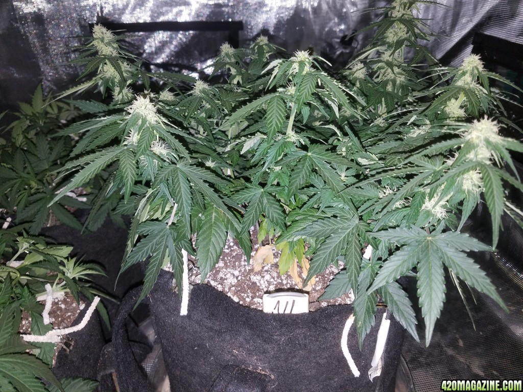 Auto Grow