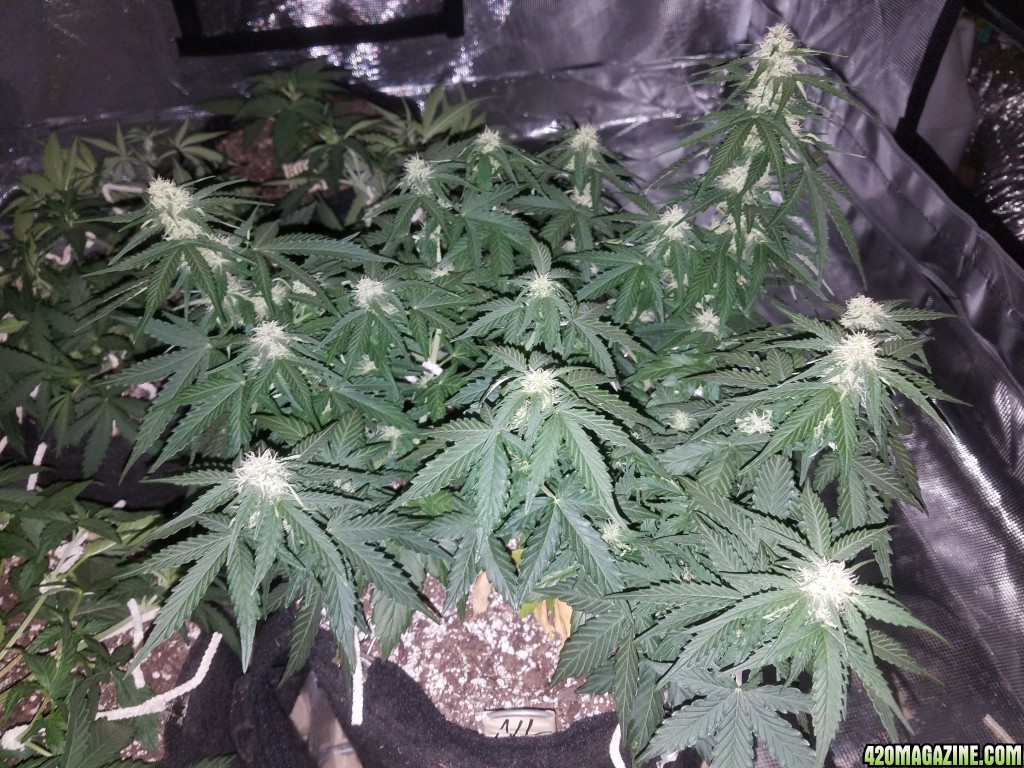 Auto Grow