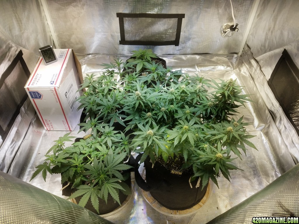 Auto Grow