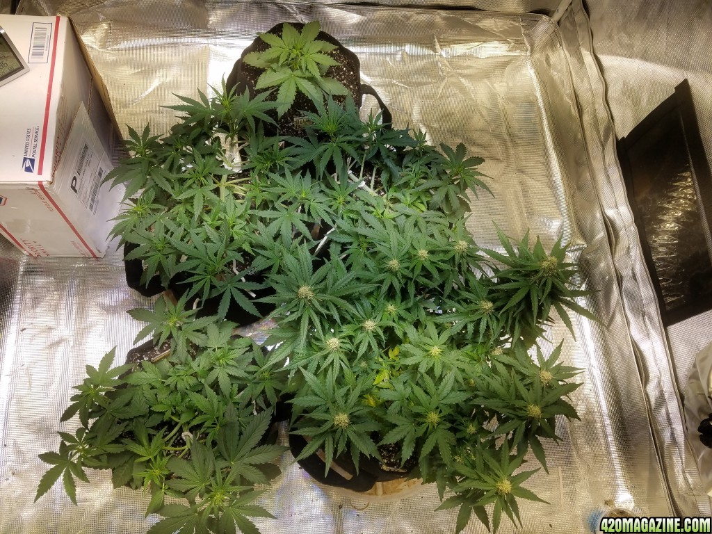 Auto Grow