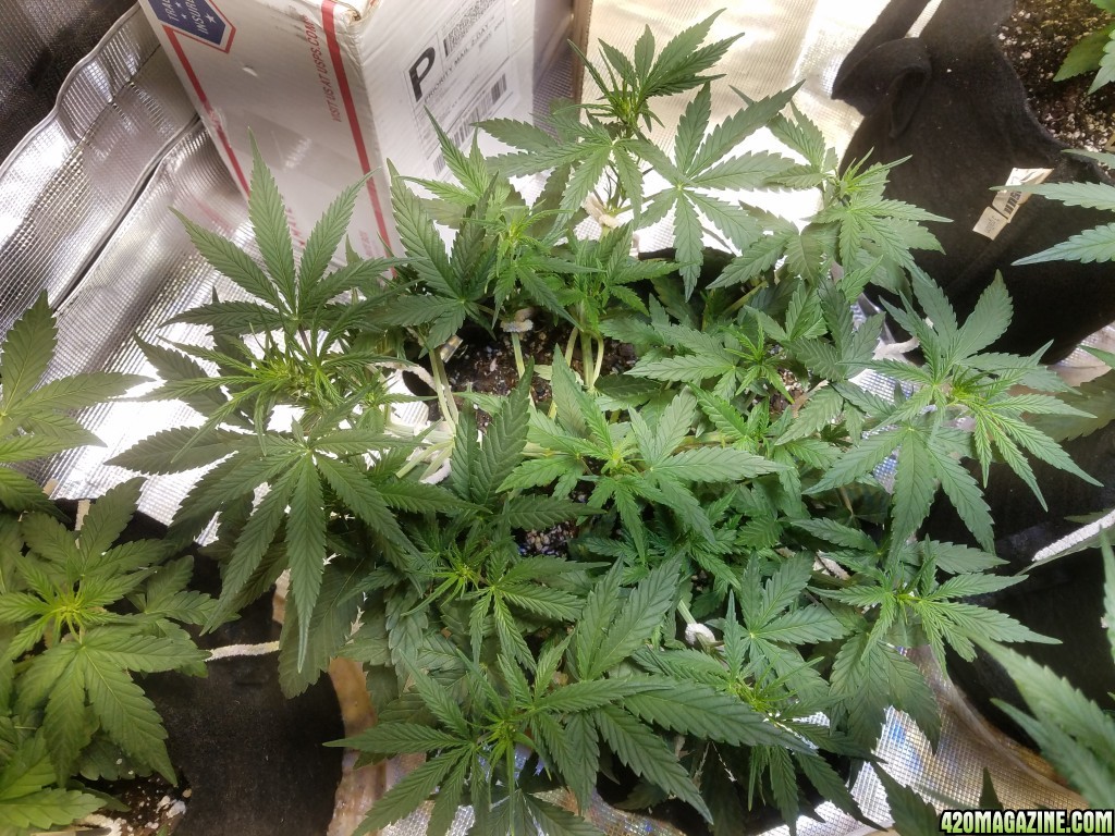 Auto Grow