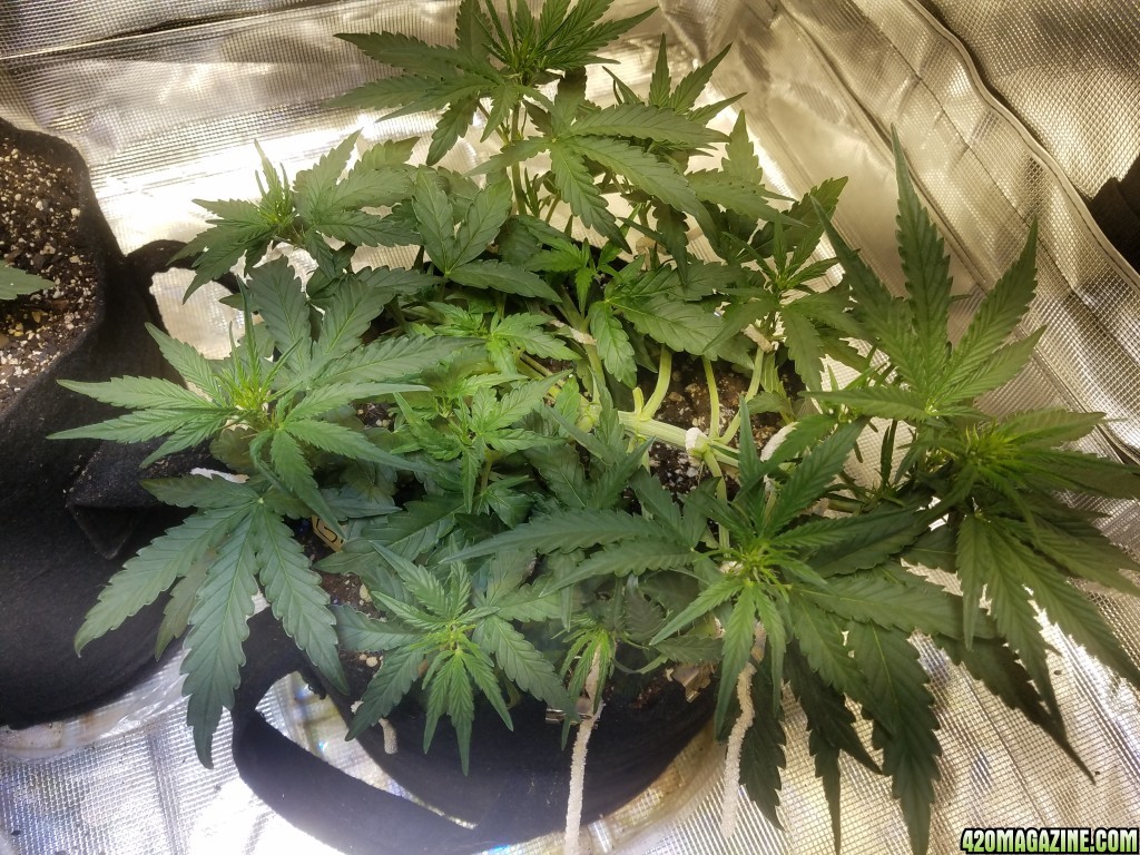 Auto Grow