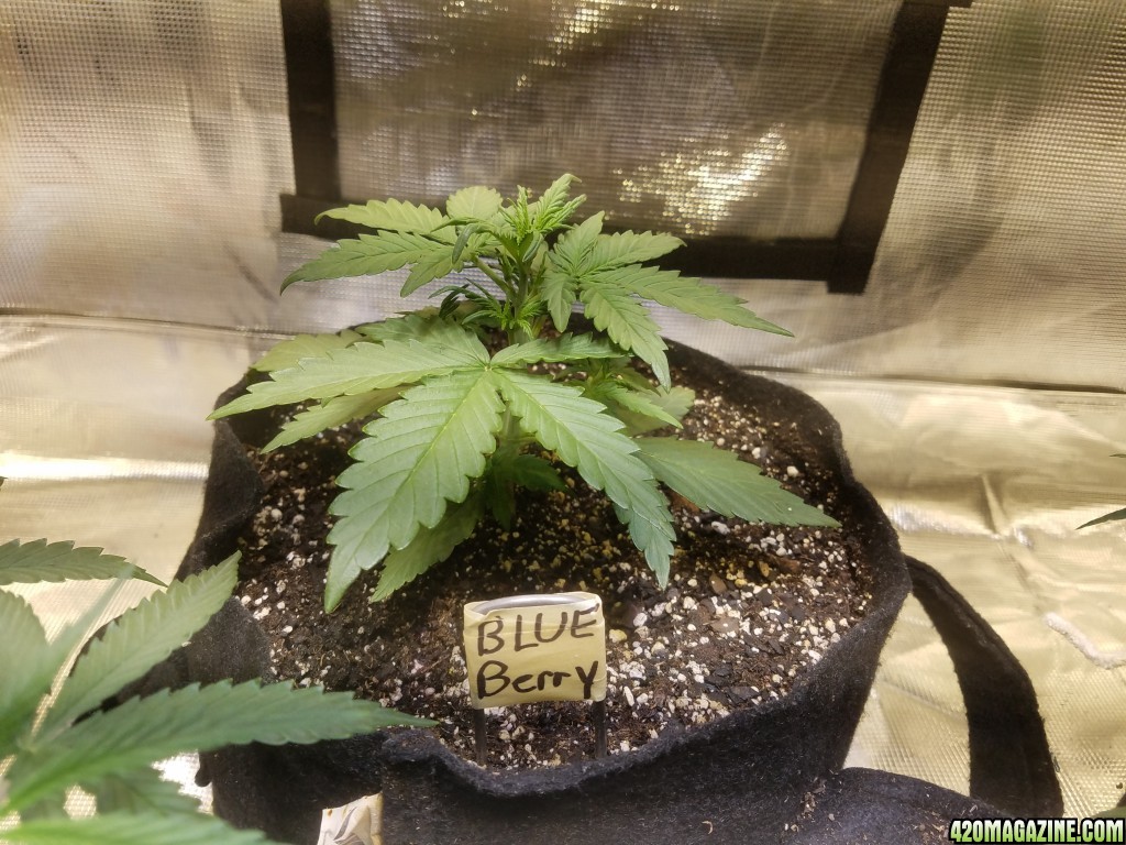 Auto Grow