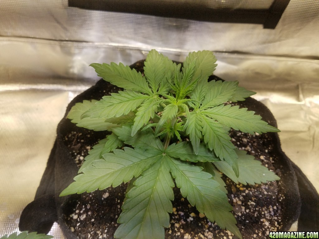 Auto Grow