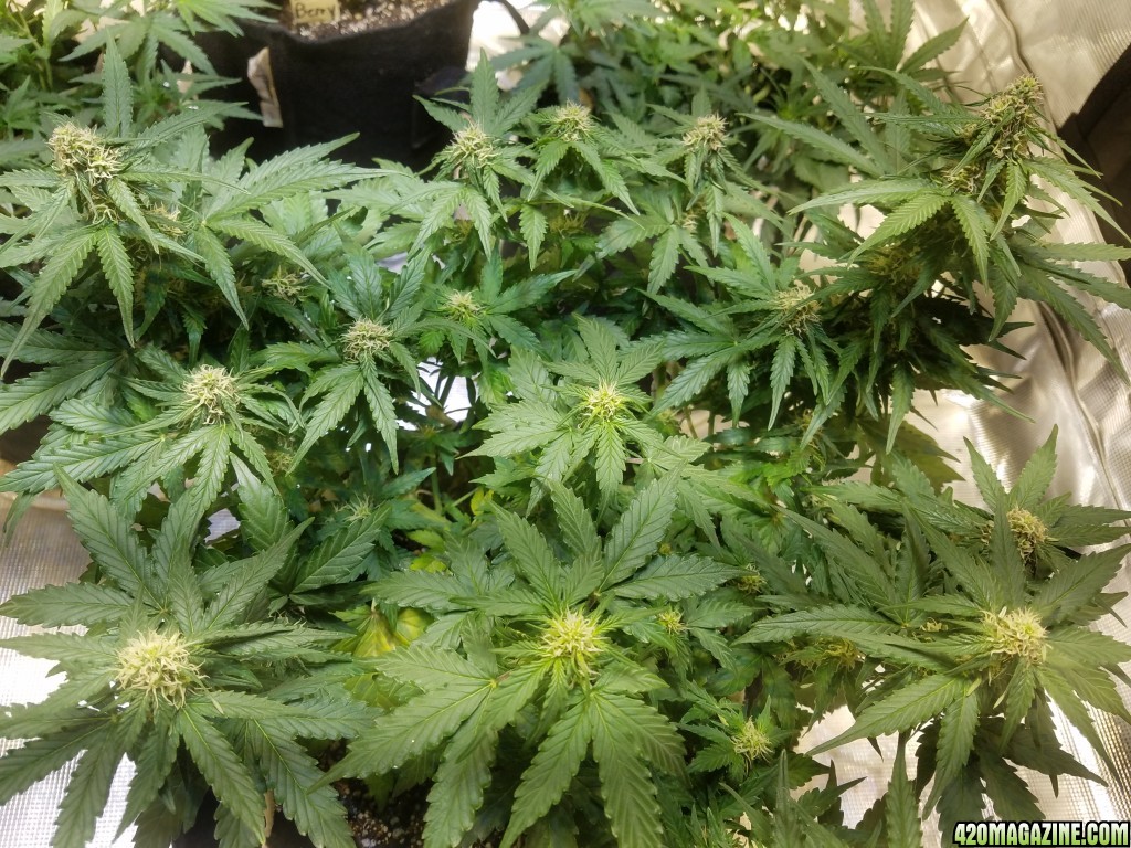 Auto Grow