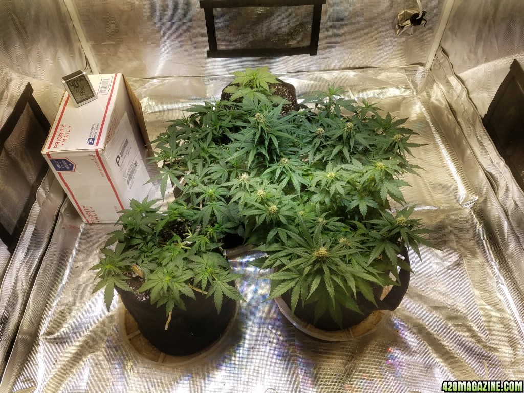 Auto Grow