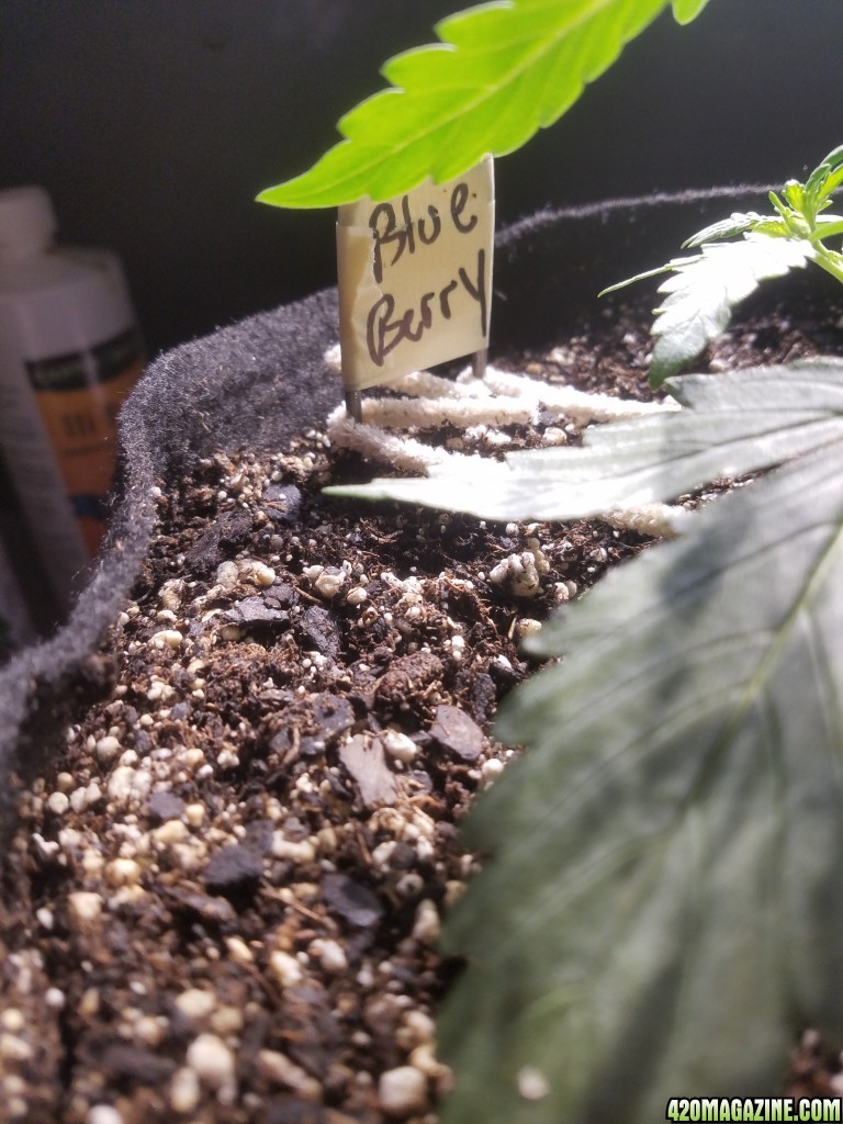 Auto Grow