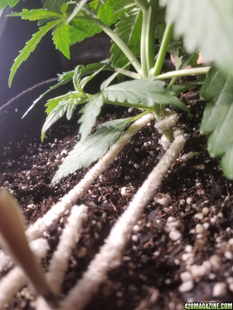 Auto Grow