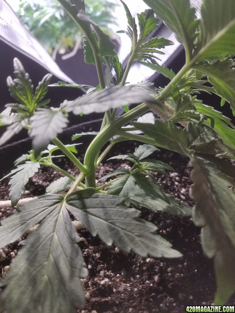 Auto Grow