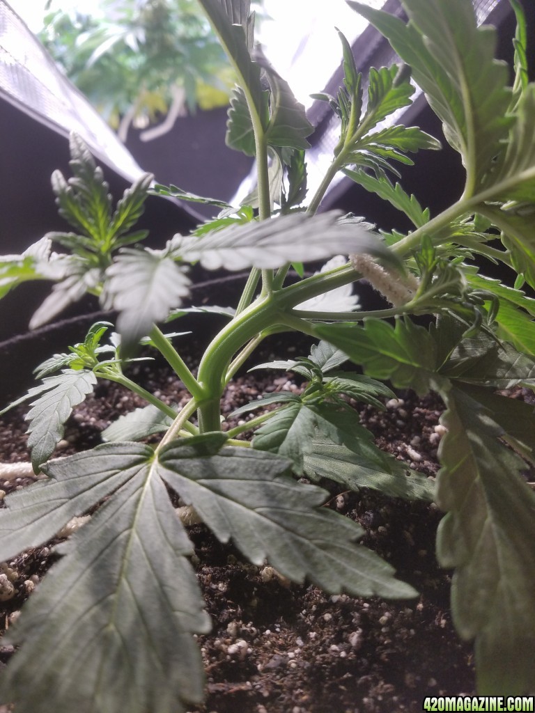 Auto Grow