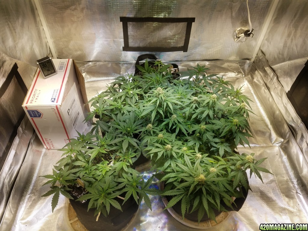 Auto Grow