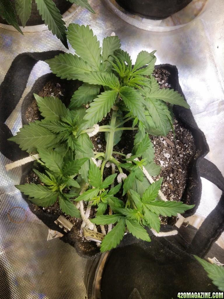 Auto Grow