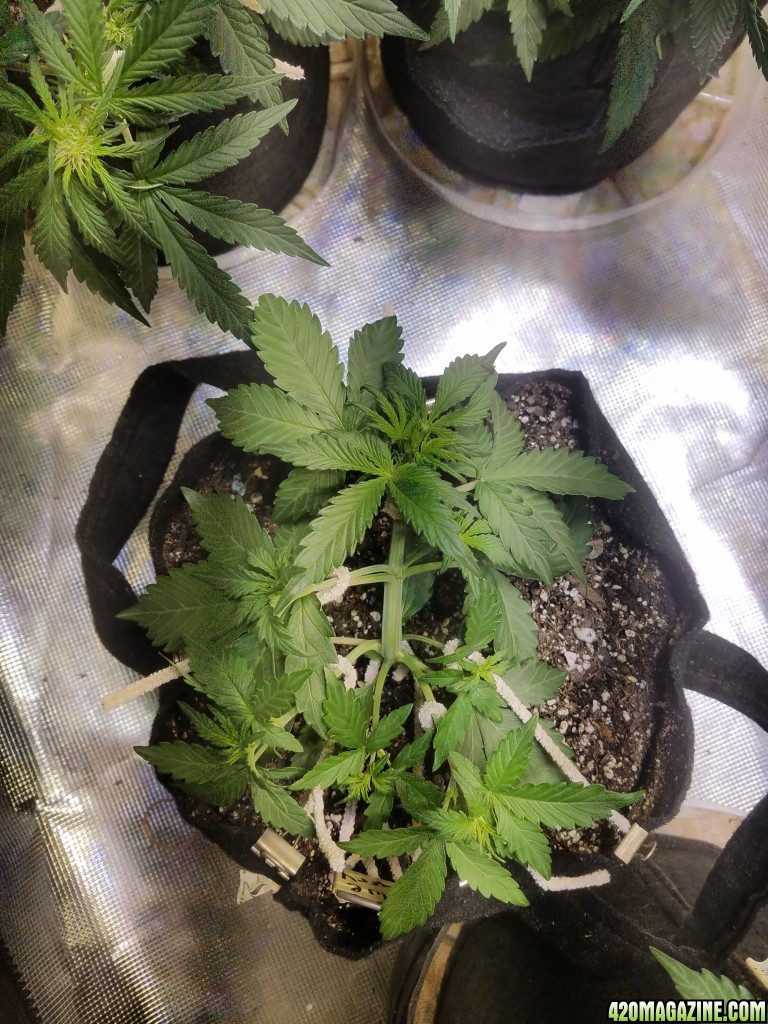 Auto Grow