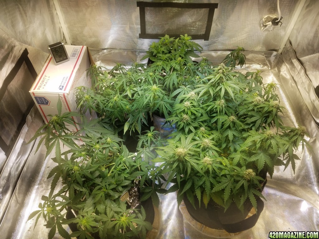 Auto Grow