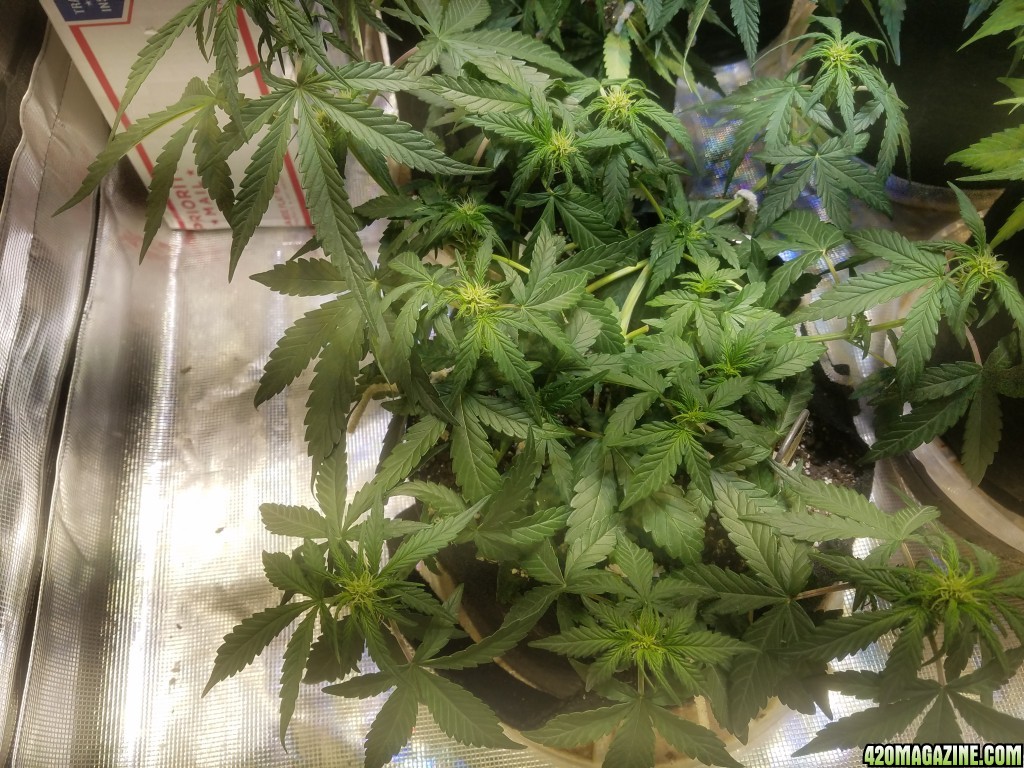 Auto Grow