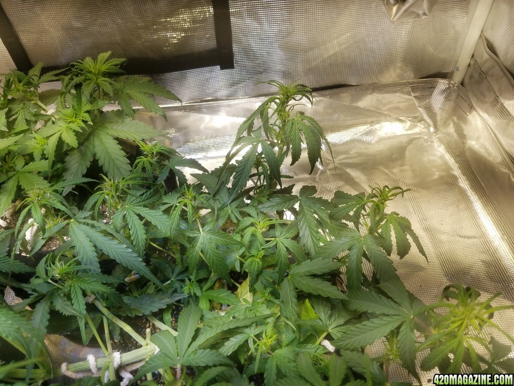 Auto Grow