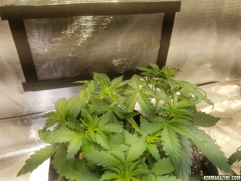 Auto Grow