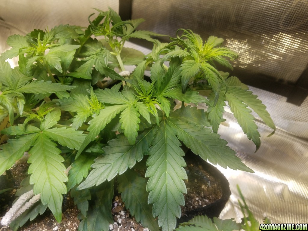 Auto Grow