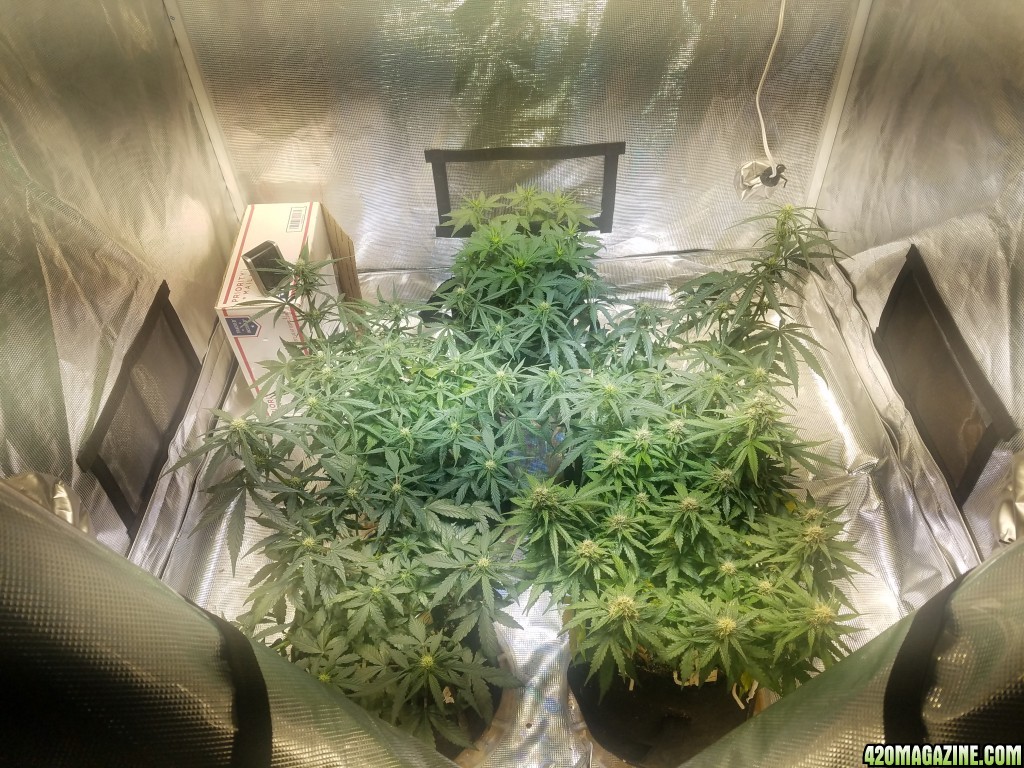 Auto Grow