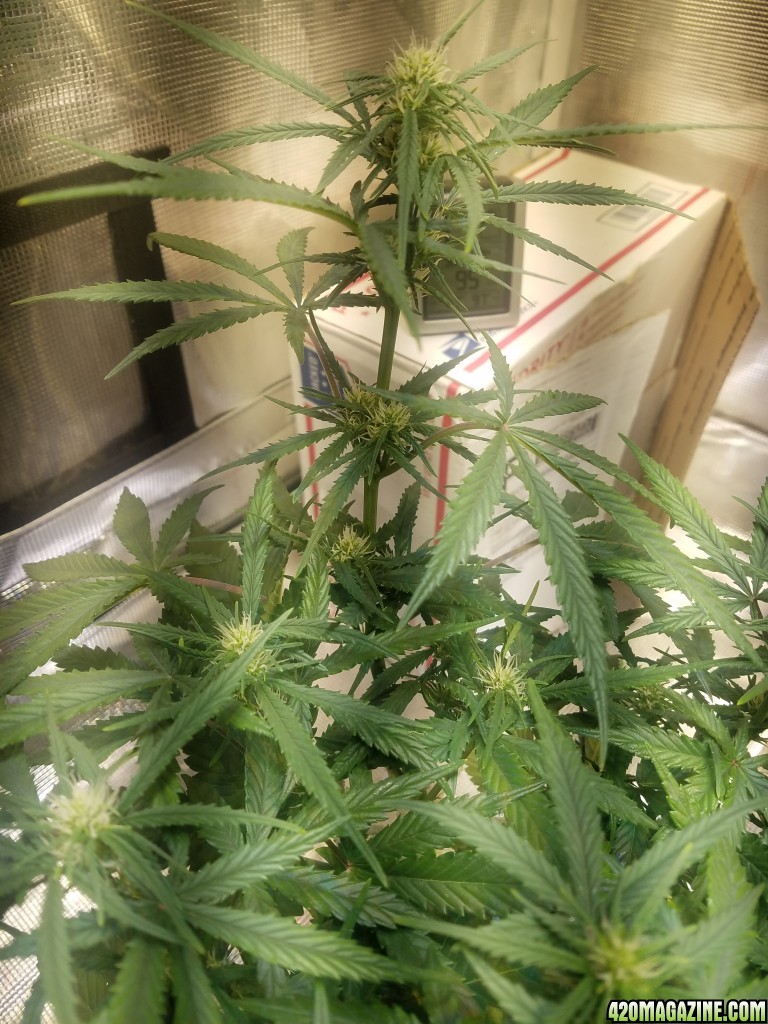 Auto Grow