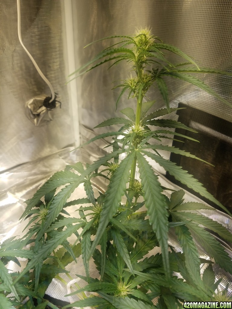 Auto Grow