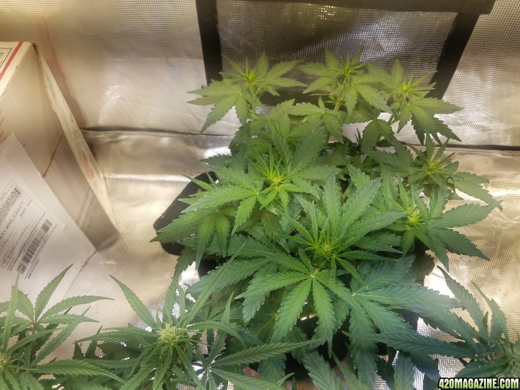 Auto Grow