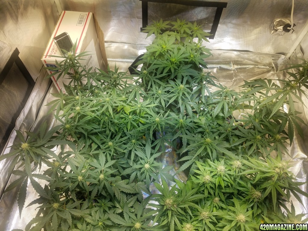 Auto Grow