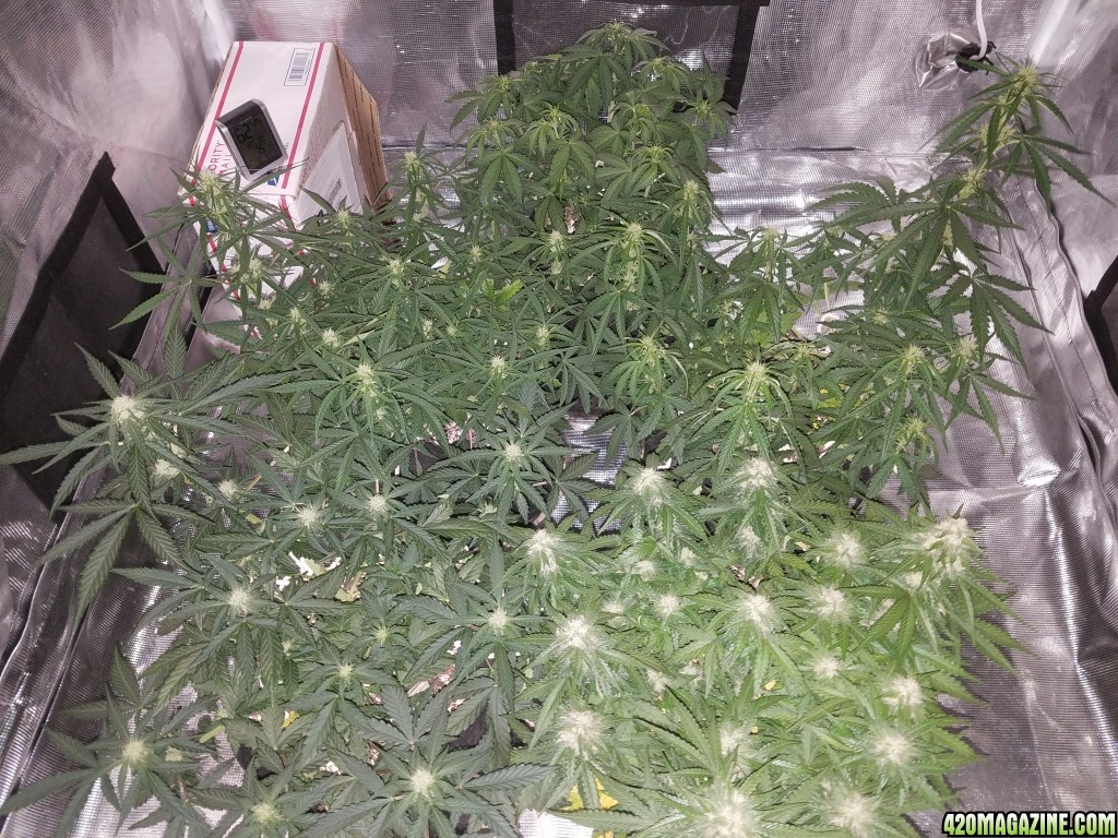 Auto Grow