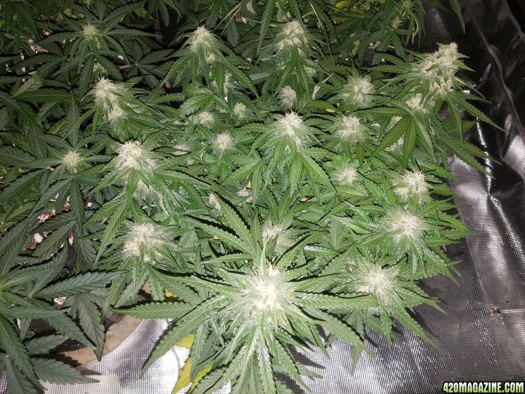 Auto Grow