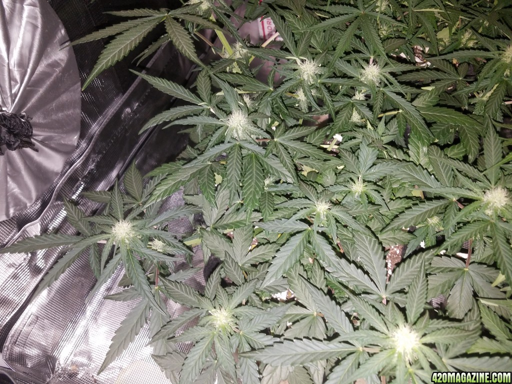 Auto Grow