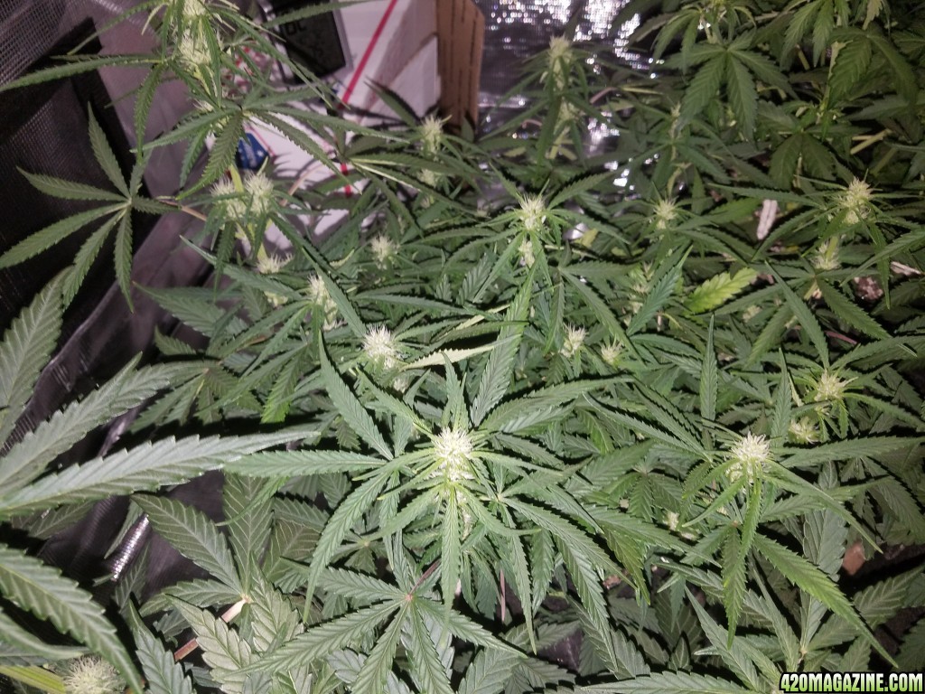 Auto Grow