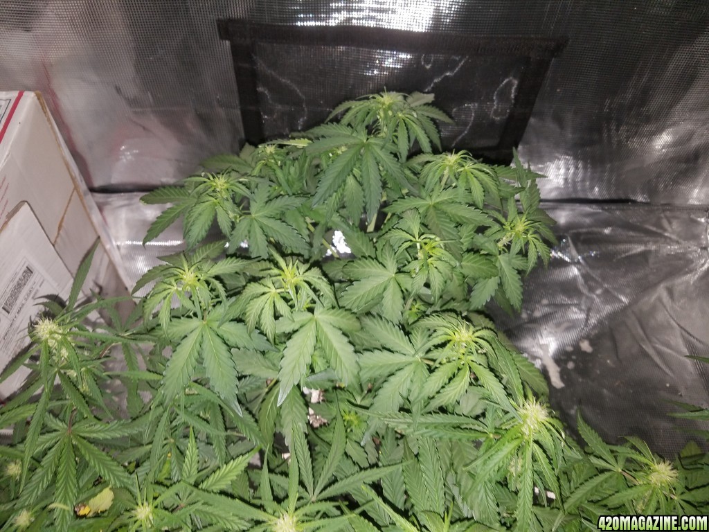 Auto Grow