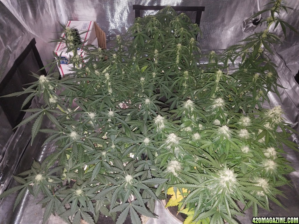 Auto Grow