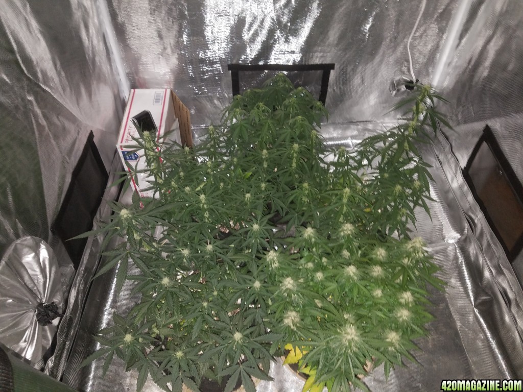 Auto Grow