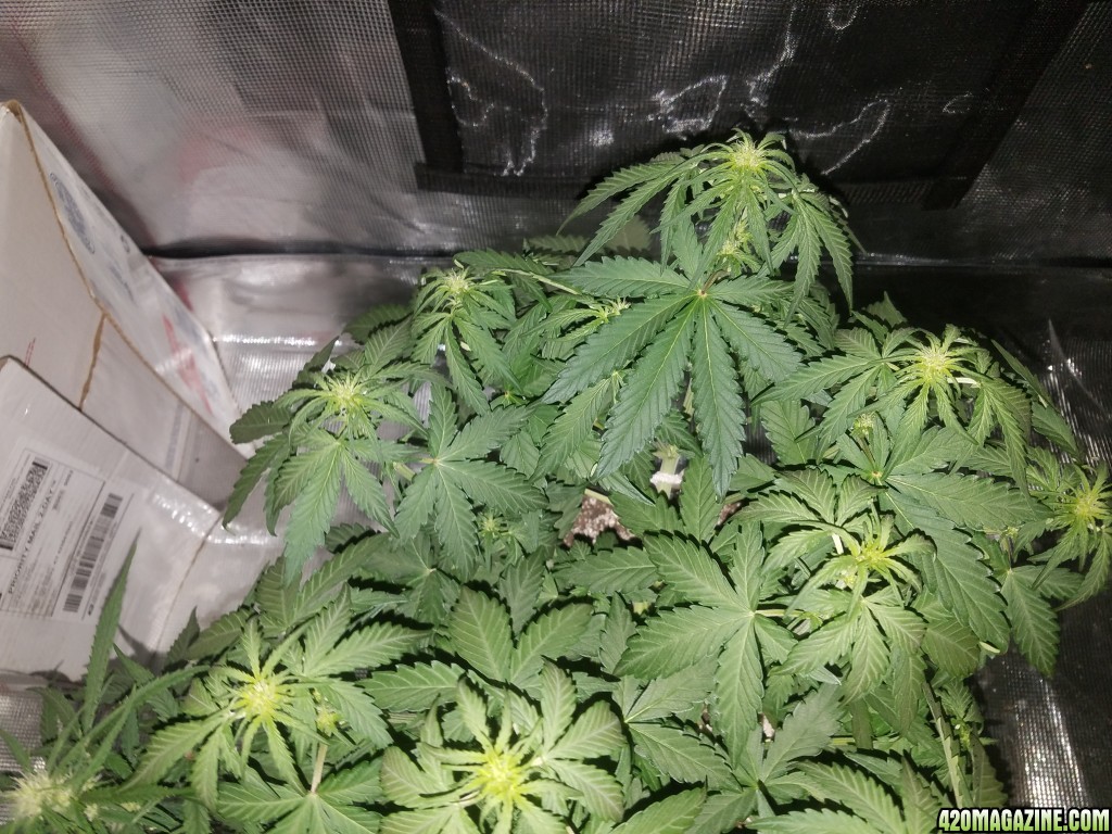 Auto Grow