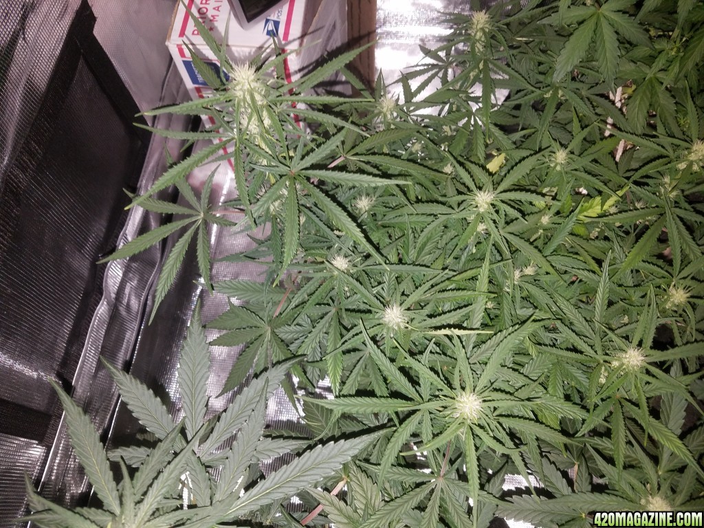 Auto Grow